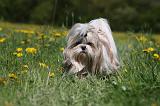 SHIH TZU 272